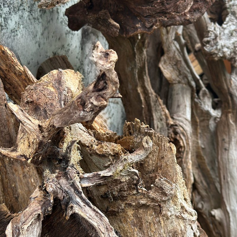 Driftwood - drewno wyrzucone przez morze